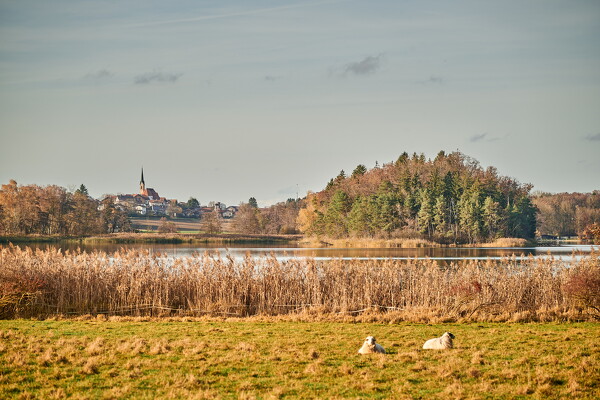 lf-25-11-11-15-10-55